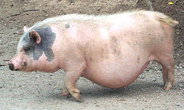 복돼지 이미지