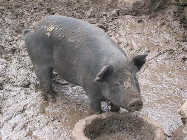 복돼지 이미지